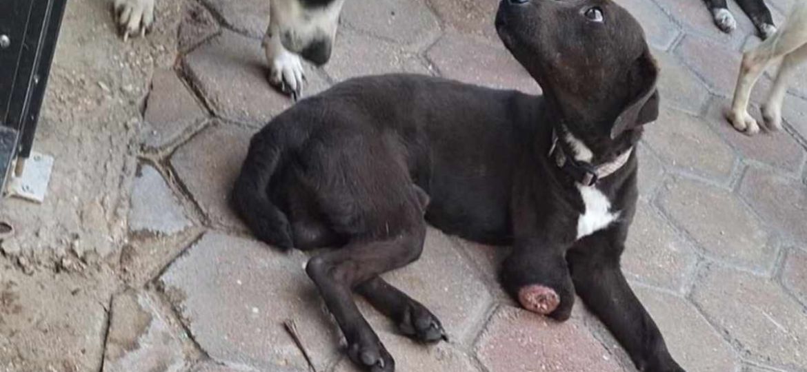 Autoridades-de-Coatzacoalcos-atienden-denuncias-por-maltrato-animal-y-realizan-rescates