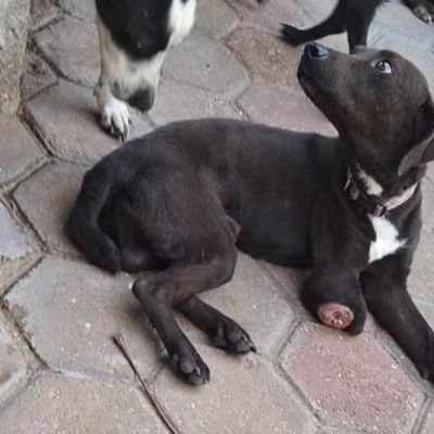 Autoridades-de-Coatzacoalcos-atienden-denuncias-por-maltrato-animal-y-realizan-rescates