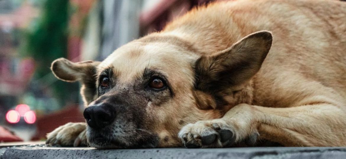 Como-proteger-a-perros-y-gatos-de-la-caida-de-ceniza-en-la-Ciudad-de-Mexico