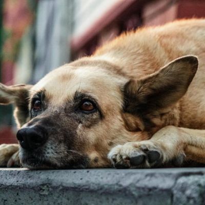 Como-proteger-a-perros-y-gatos-de-la-caida-de-ceniza-en-la-Ciudad-de-Mexico