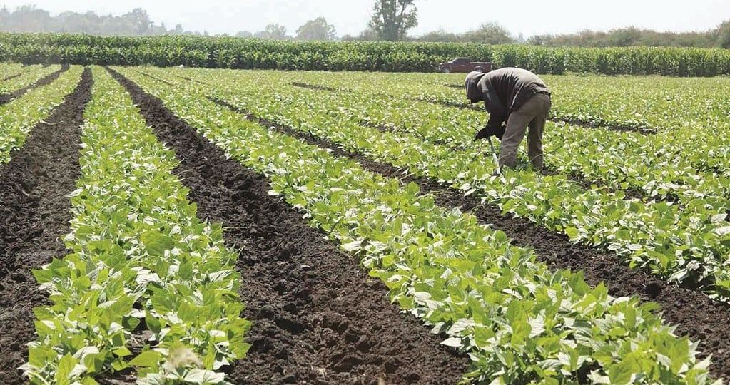 Conflicto-en-Iran-impulsa-alza-en-fertilizantes-y-presiona-al-Programa-Fertilizantes-para-el-Bienestar