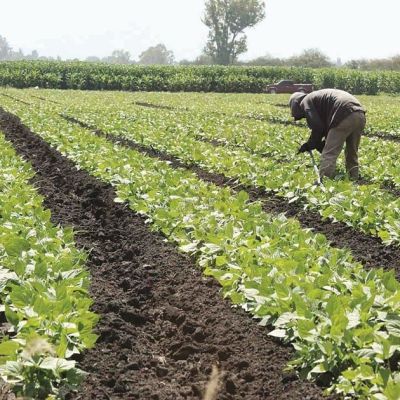 Conflicto-en-Iran-impulsa-alza-en-fertilizantes-y-presiona-al-Programa-Fertilizantes-para-el-Bienestar