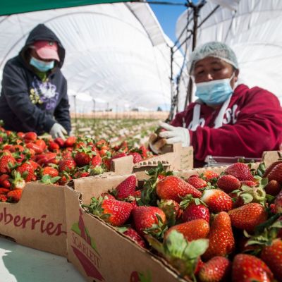 EE.-UU.-inicia-investigacion-antidumping-contra-las-fresas-de-invierno-mexicanas-margen-alegado-18.32
