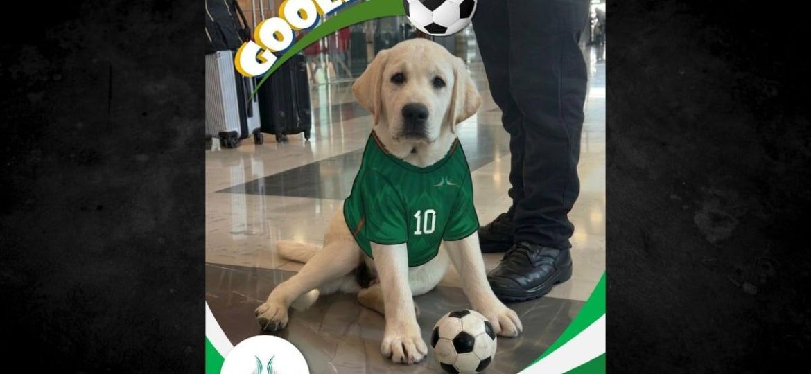 Goliat-cachorro-labrador-forma-parte-del-Escuadron-Canino-de-Apoyo-Emocional-del-AIFA