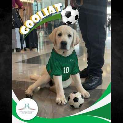 Goliat-cachorro-labrador-forma-parte-del-Escuadron-Canino-de-Apoyo-Emocional-del-AIFA