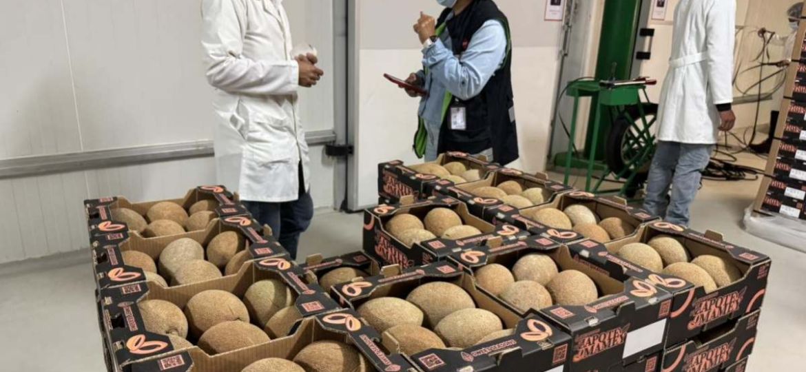 Productores-de-Yucatan-amplian-exportacion-de-mamey-a-Europa-y-Medio-Oriente