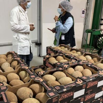 Productores-de-Yucatan-amplian-exportacion-de-mamey-a-Europa-y-Medio-Oriente