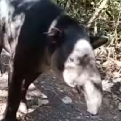 SENASICA-intensifica-vigilancia-por-miasis-del-gusano-barrenador-en-Campeche