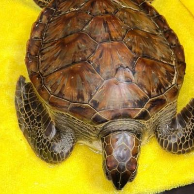Semarnat-atiende-a-tortuga-verde-contaminada-con-hidrocarburos-en-playa-de-Alvarado-Veracruz