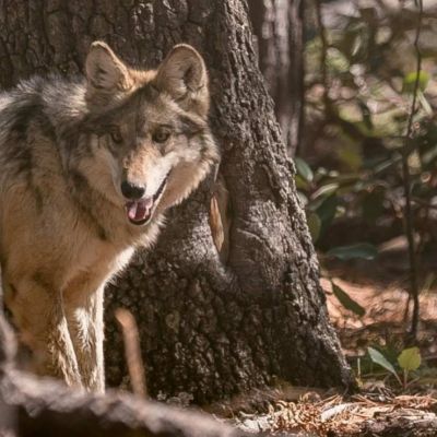 Semarnat-avanza-en-la-reintroduccion-del-lobo-mexicano-en-la-Sierra-Madre-Occidental-de-Durango