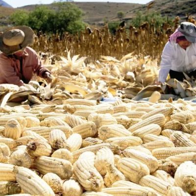 Agricultura-dispersa-1897173896-a-31767-productores-de-maiz-en-ocho-estados