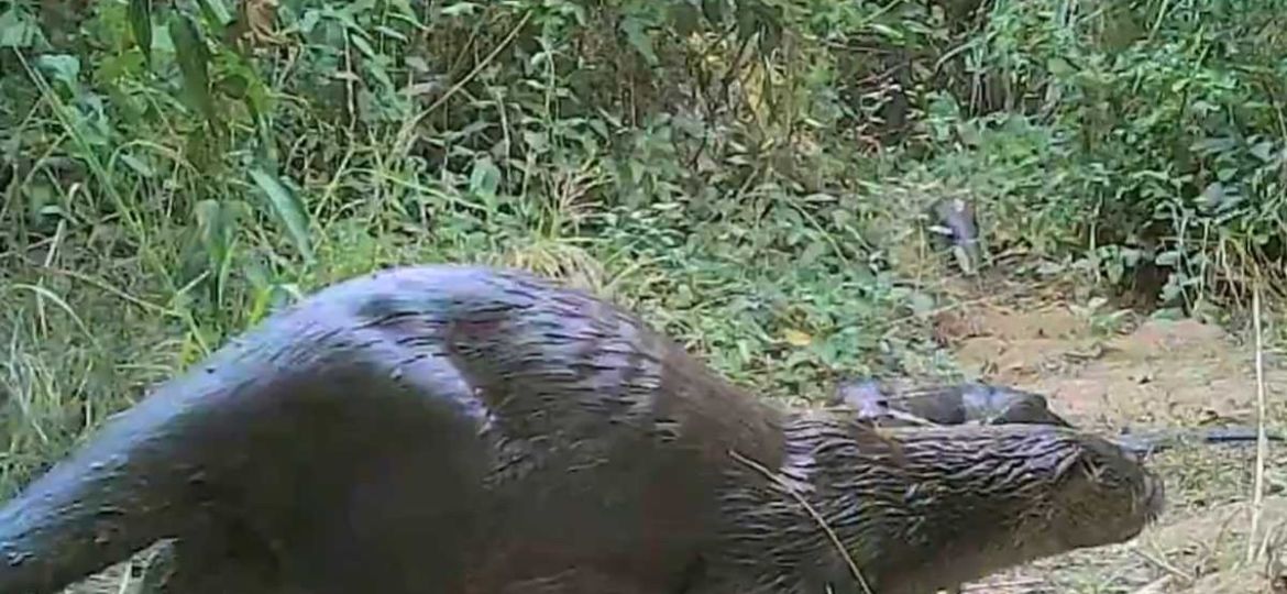 CONANP-documenta-la-presencia-de-la-nutria-Lontra-annectens-en-el-Parque-Nacional-Ricardo-Flores-Magon
