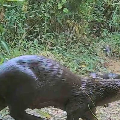CONANP-documenta-la-presencia-de-la-nutria-Lontra-annectens-en-el-Parque-Nacional-Ricardo-Flores-Magon