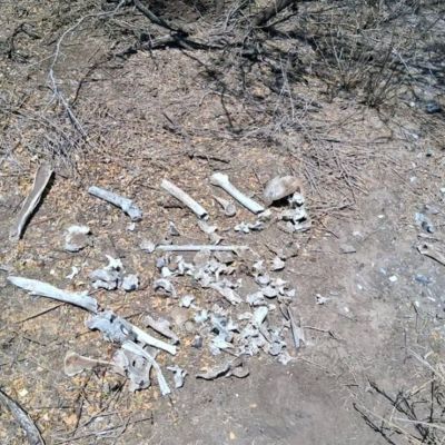 Colectivo-localiza-restos-oseos-en-terreno-detras-del-Fraccionamiento-Puerta-Sur-en-Reynosa