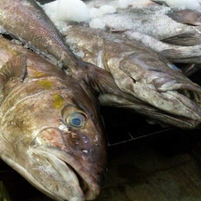 Conapesca-anuncia-vedas-y-periodos-de-aprovechamiento-en-15-estados-restringe-captura-de-bagre-callo-de-hacha-y-ostion
