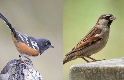 Explosiones-por-obras-del-muro-fronterizo-danan-el-cerro-Cuchuma-y-ponen-en-riesgo-su-avifauna-5