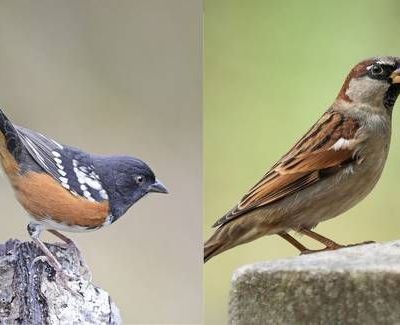 Explosiones-por-obras-del-muro-fronterizo-danan-el-cerro-sagrado-Cuchuma-y-ponen-en-riesgo-su-avifauna