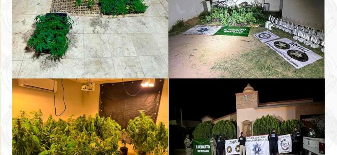 Fiscalia-de-Sonora-asegura-221-plantas-de-marihuana-en-invernadero-de-Magdalena-de-Kino