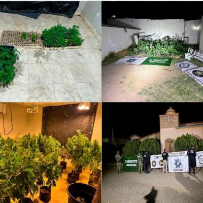 Fiscalia-de-Sonora-asegura-221-plantas-de-marihuana-en-invernadero-de-Magdalena-de-Kino