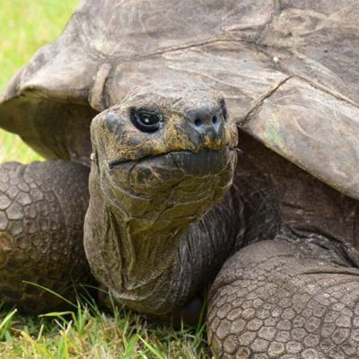 Jonathan-la-tortuga-gigante-de-St.-Helena-esta-viva-tras-un-bulo-en-redes