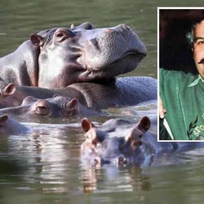 Magnate-indio-ofrece-acoger-80-hipopotamos-de-Pablo-Escobar-que-Colombia-planea-sacrificar