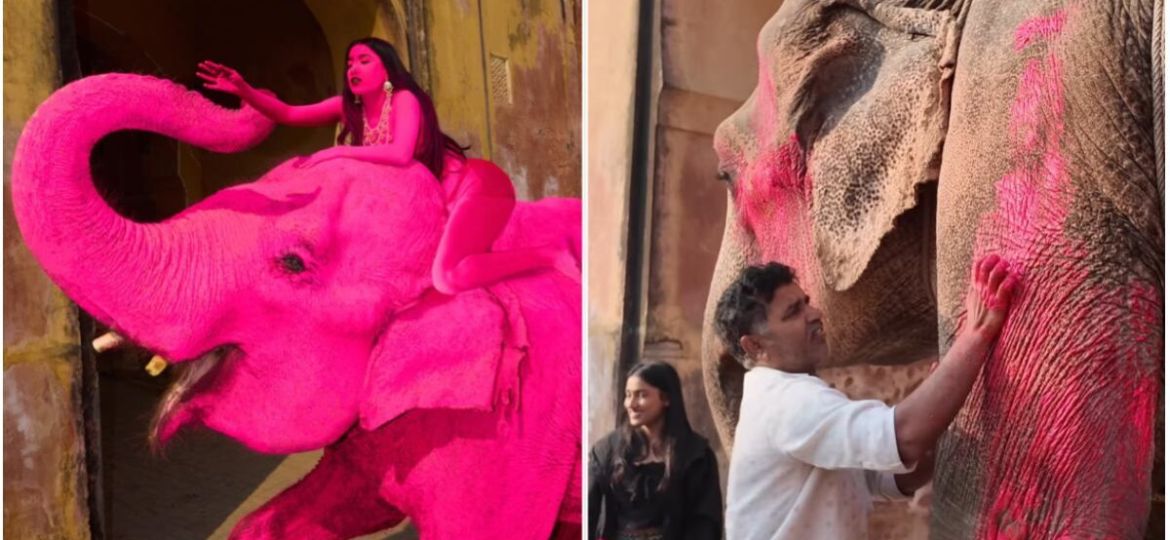 Muere-Chanchal-elefante-pintado-de-rosa-en-una-sesion-fotografica-en-Jaipur