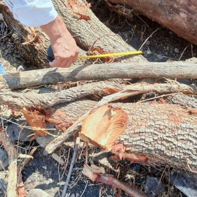 No-se-verifica-en-fuentes-publicas-la-clausura-de-Profepa-en-Miacatlan-por-el-derribo-de-52-arboles