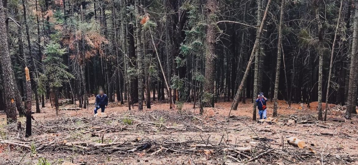 Profepa-asegura-21.707-m³-de-madera-y-detecta-tocones-en-predio-de-Calpulalpan-Tlaxcala