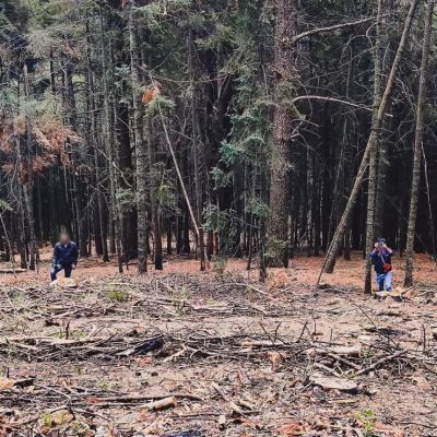 Profepa-asegura-21.707-m³-de-madera-y-detecta-tocones-en-predio-de-Calpulalpan-Tlaxcala