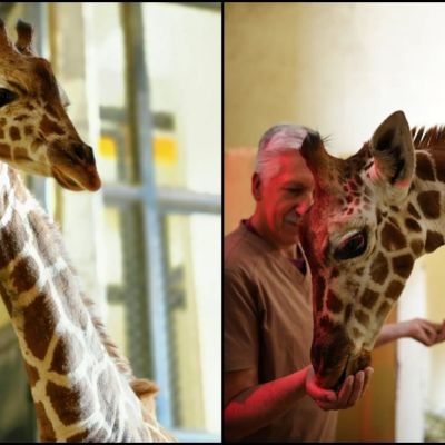 Sedema-abre-convocatoria-para-nombrar-a-la-jirafa-nacida-en-el-Zoologico-de-San-Juan-de-Aragon