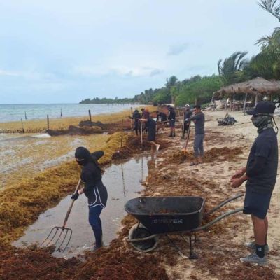Semar-reporta-recoleccion-de-16797.40-toneladas-de-sargazo-y-mantiene-despliegue-operativo-en-Quintana-Roo