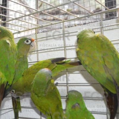 Vinculan-a-proceso-a-pareja-por-posesion-de-107-aves-en-Yecapixtla