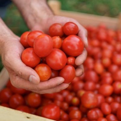 Caen-exportaciones-agroalimentarias-de-Mexico-en-el-primer-trimestre-de-2026