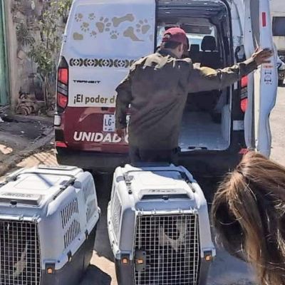 Dan-atencion-a-195-animales-de-compania-en-un-mes-en-el-Estado-de-Mexico