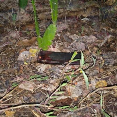 Enfrentamiento-en-Jiquipilas-Chiapas-deja-un-muerto-y-un-herido