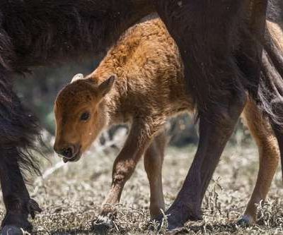 Nacen-tres-crias-de-bisonte-americano-en-la-Reserva-El-Santuario-Coahuila