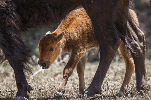 Nacen-tres-crias-de-bisonte-americano-en-la-Reserva-El-Santuario-Coahuila