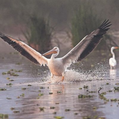 Pelicanos-encuentran-refugio-en-Xochimilco-y-se-integran-al-ecosistema