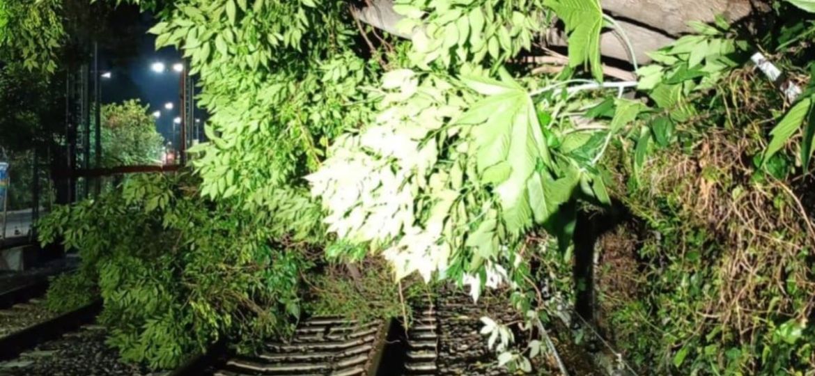 Tren-Ligero-opera-con-servicio-provisional-por-caida-de-un-arbol-entre-Tepepan-y-La-Noria