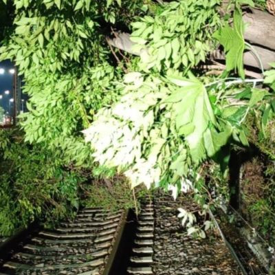 Tren-Ligero-opera-con-servicio-provisional-por-caida-de-un-arbol-entre-Tepepan-y-La-Noria
